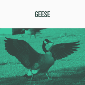 An SFX library on Sonniss: A goose spreads its wings on grass, a perfect sound effects reference for avian audio needs.