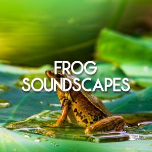 A frog on a wet green leaf, surrounded by water droplets, with “Frog Soundscapes” displayed in bold white text across the center.