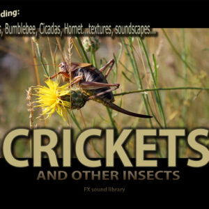 A cricket on a yellow flower with text "Including: Bees, Bumblebee, Cicadas, Hornet" and "CRICKETS AND OTHER INSECTS".