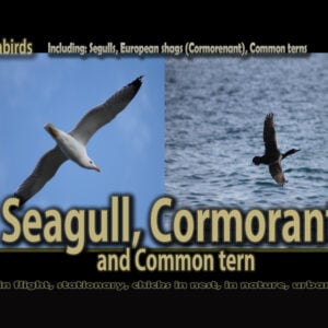 A gull flying against a blue sky next to a cormorant in flight over water, with text identifying the birds as seagulls, European shags, and common terns.