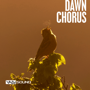 Image of a sound effects library on Sonniss: "Dawn Chorus" echoes as birds sing at sunrise, perfect for nature SFX projects.