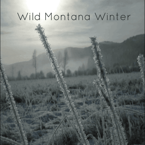 Wild Montana Winter