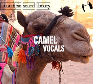 Camel sound library by Faunethic - Royalty Free Sound Effects Library |  SONNISS